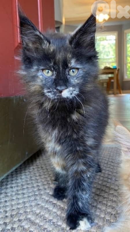 European mainecoon kittens 0