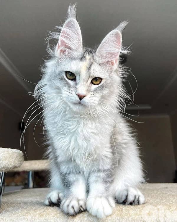 European mainecoon kittens 2