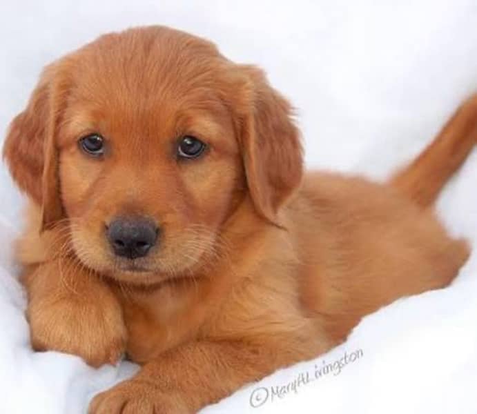 golden retriever 1
