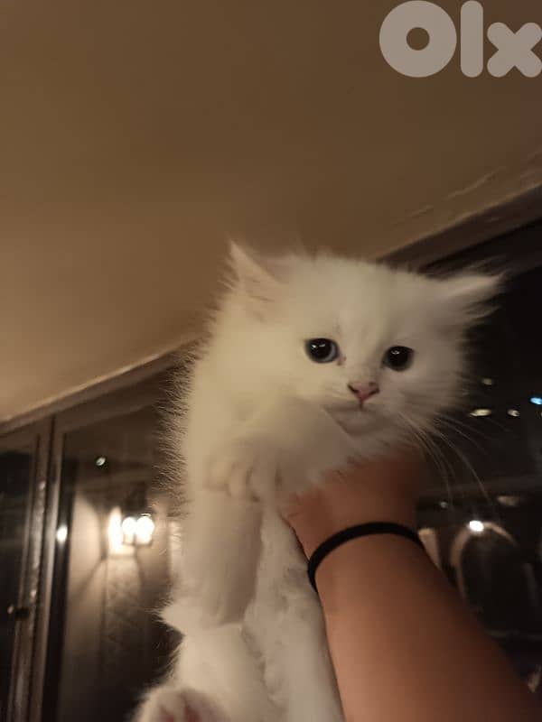 الضنيا بخعون 0