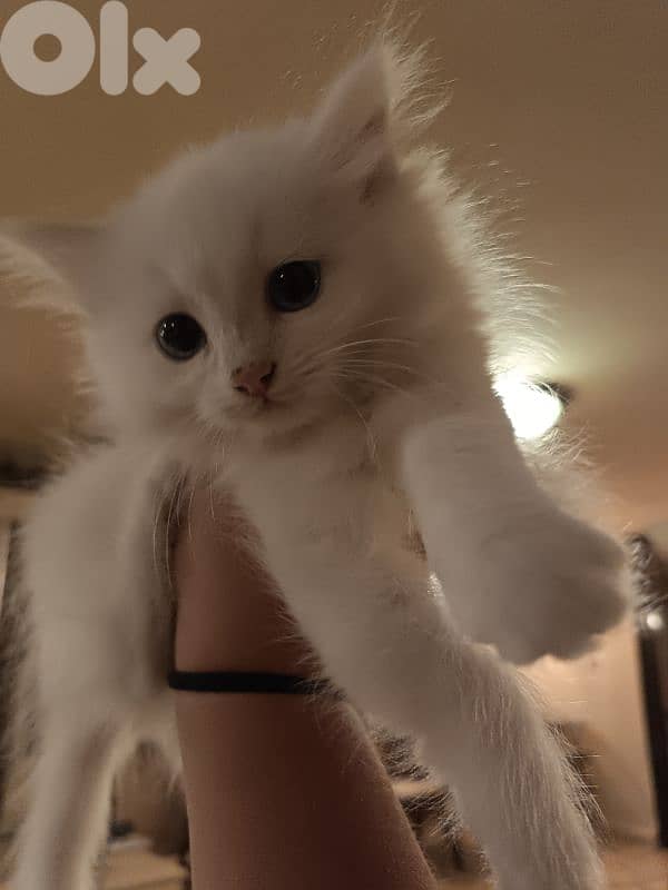 الضنيا بخعون 1