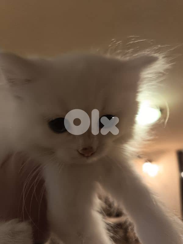 الضنيا بخعون 2