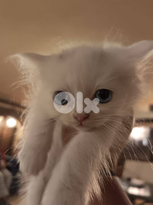 الضنيا بخعون 3