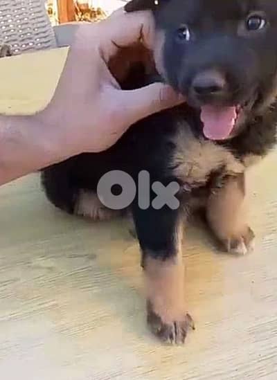 German Shepherd Puppy