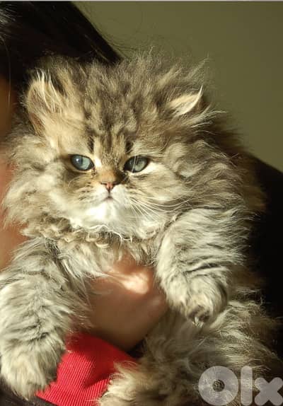 persian kittens