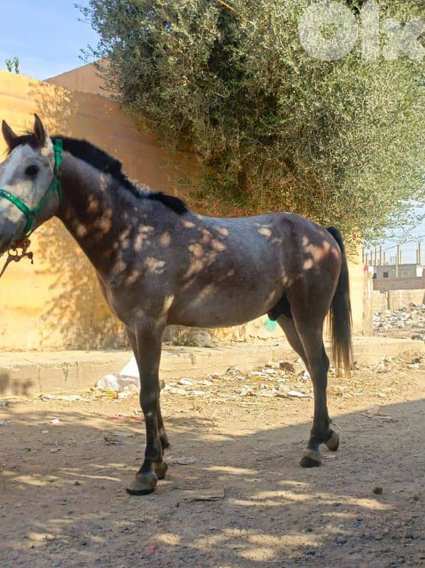 عكار وادي خالد تواصل 79146627 1