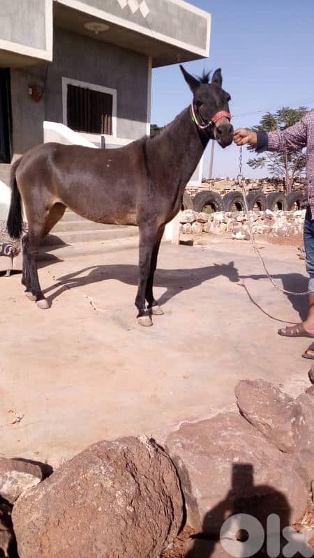 عكار وادي خالد تواصل 79146627 2