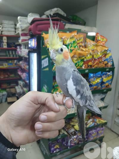 ذكر كروان وفراخ روز