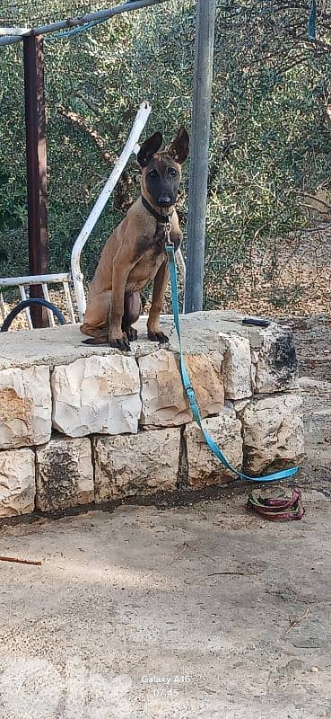 pure belgian malenois