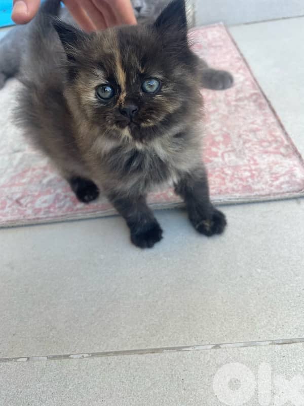 very cute and funny kitten 1