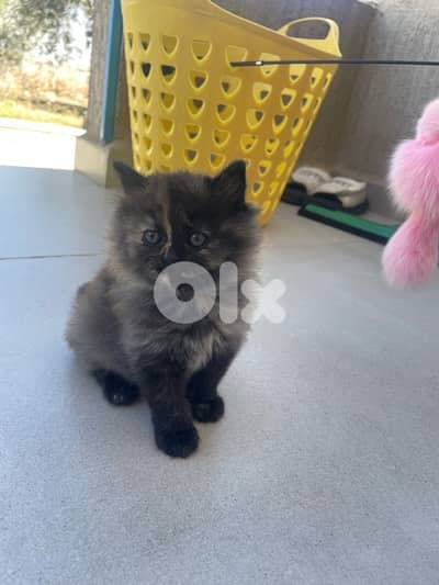 very cute and funny kitten