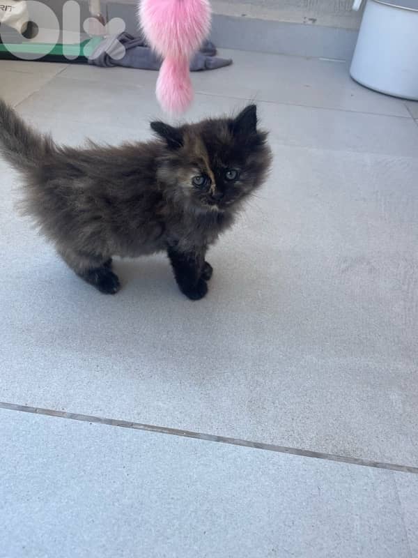 very cute and funny kitten 3