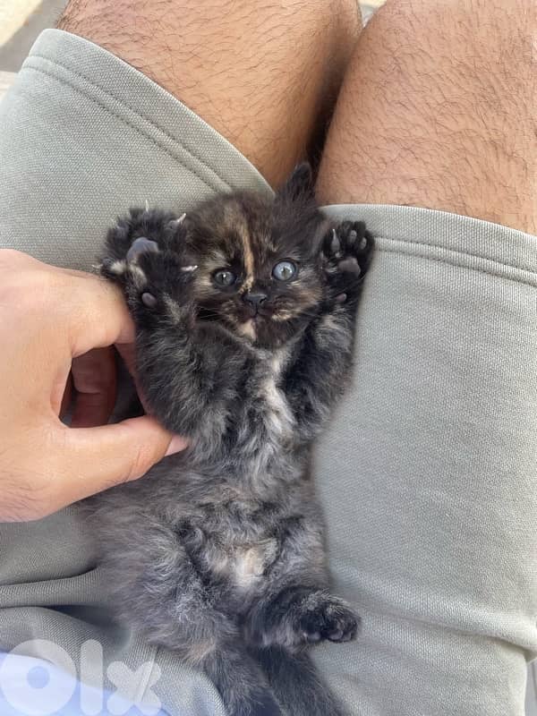 very cute and funny kitten 4