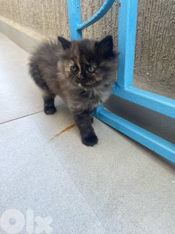 very cute and funny kitten 5