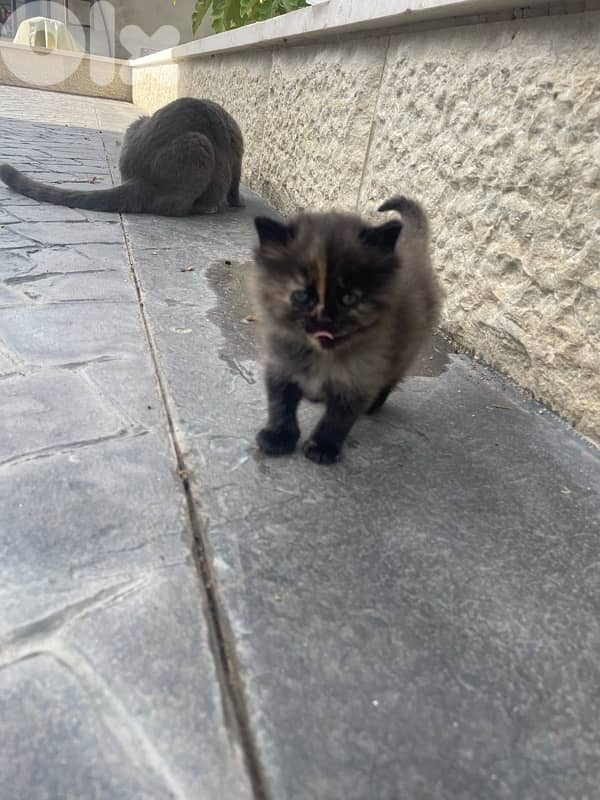 very cute and funny kitten 6