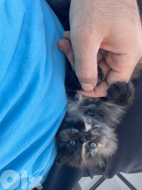 very cute and funny kitten 7