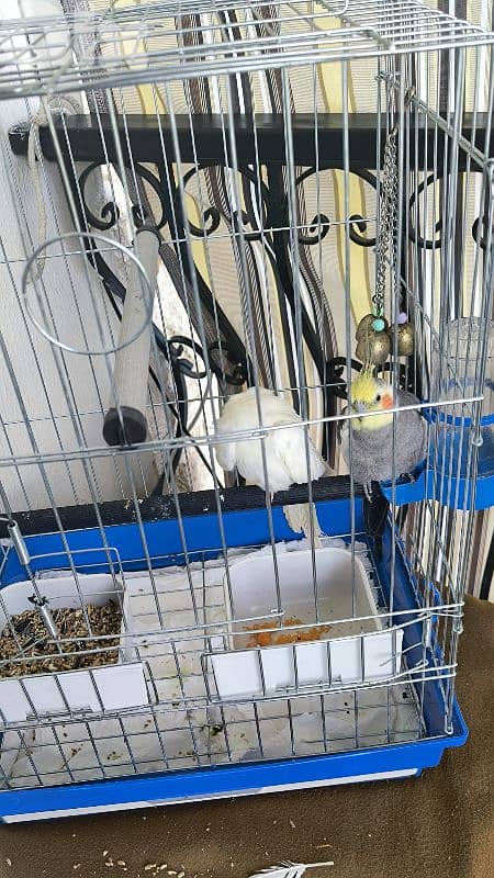 عصافير كراوان مع القفص 0