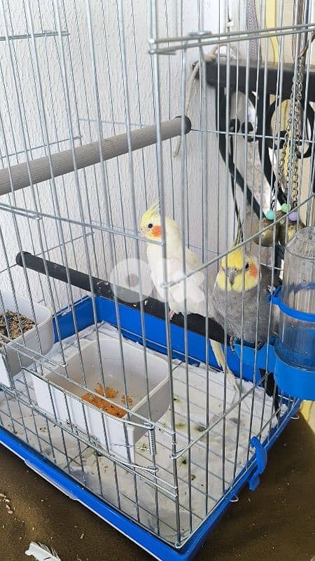 عصافير كراوان مع القفص 1