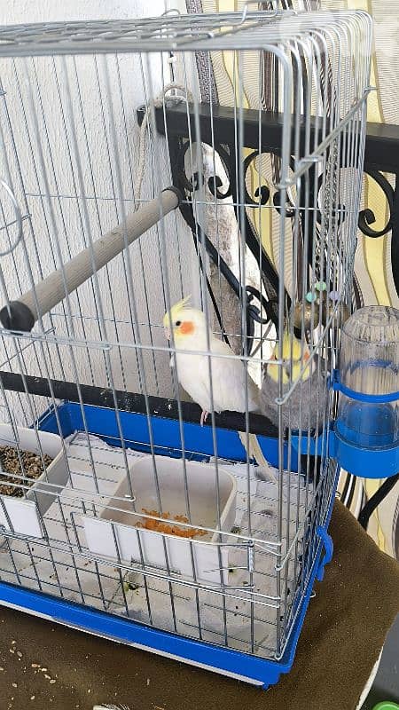 عصافير كراوان مع القفص 2