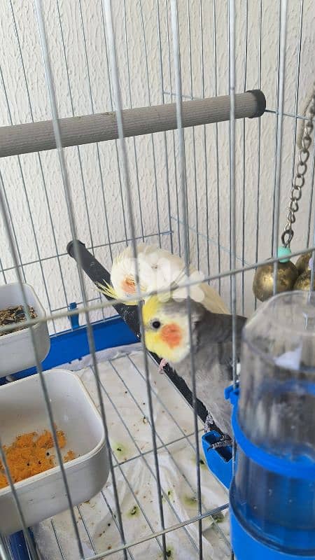 عصافير كراوان مع القفص 4