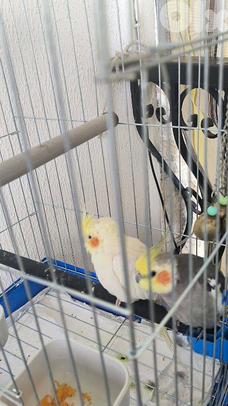 عصافير كراوان مع القفص 5