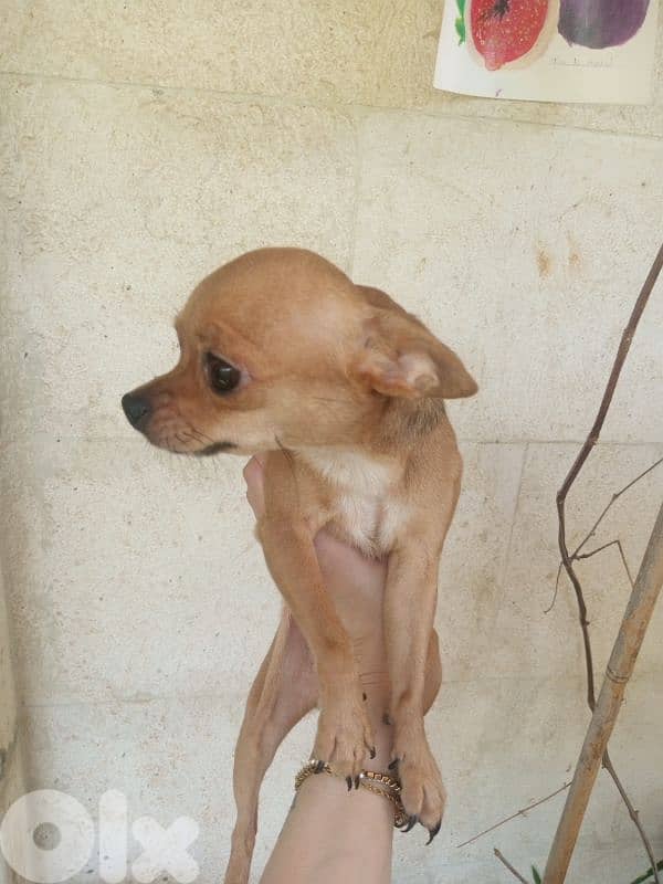 Chihuahua 4