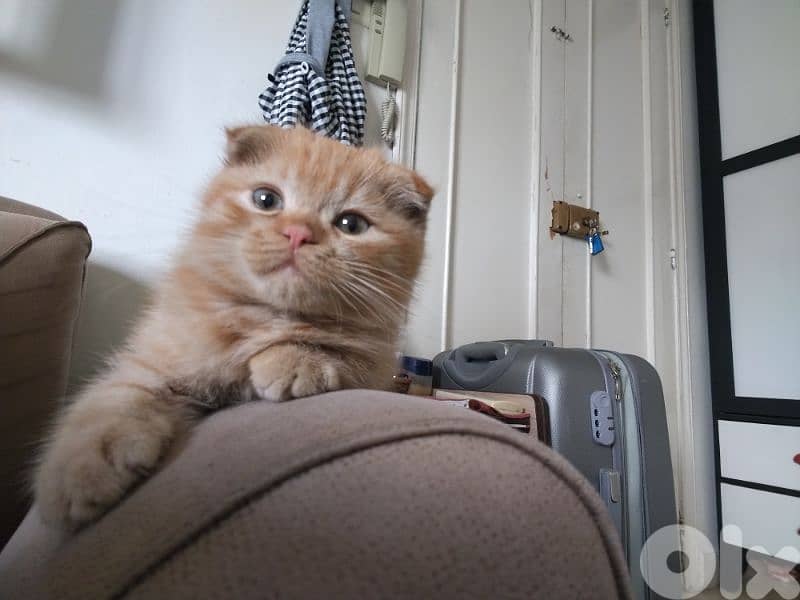 Scottish Fold Male kitten For $200 0