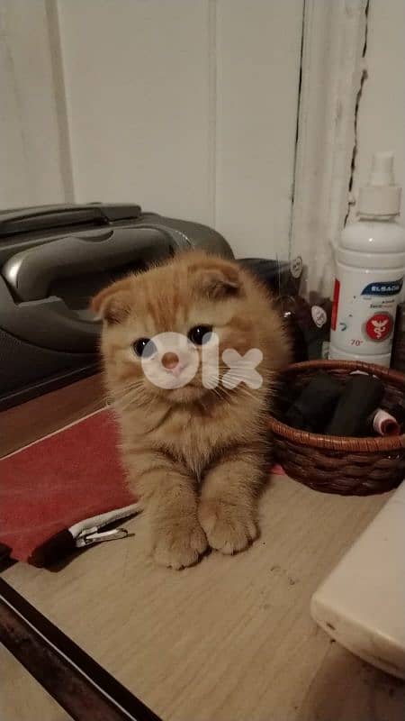 Scottish Fold Male kitten For $200 2