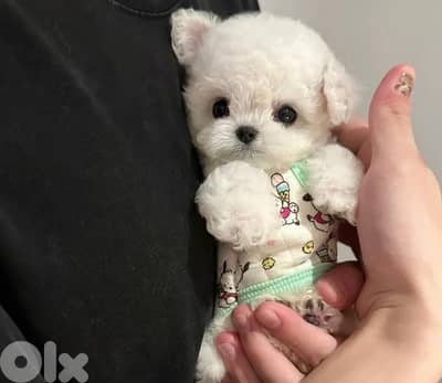 BICHON MALTESE special prices female and male available