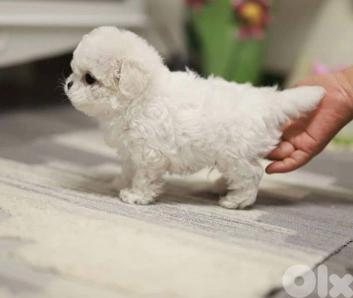 BICHON MALTESE special prices female and male available 2