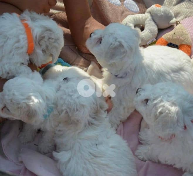 BICHON MALTESE special prices female and male available 3