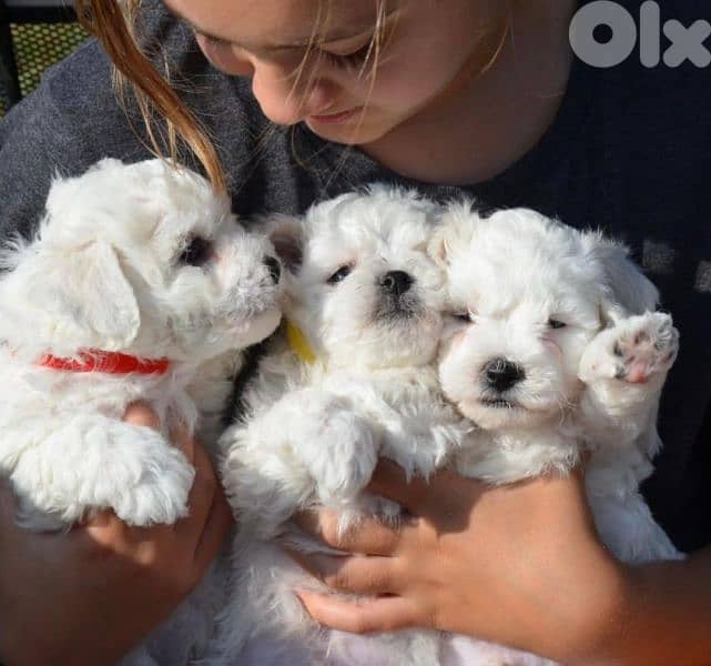 BICHON MALTESE special prices female and male available 4