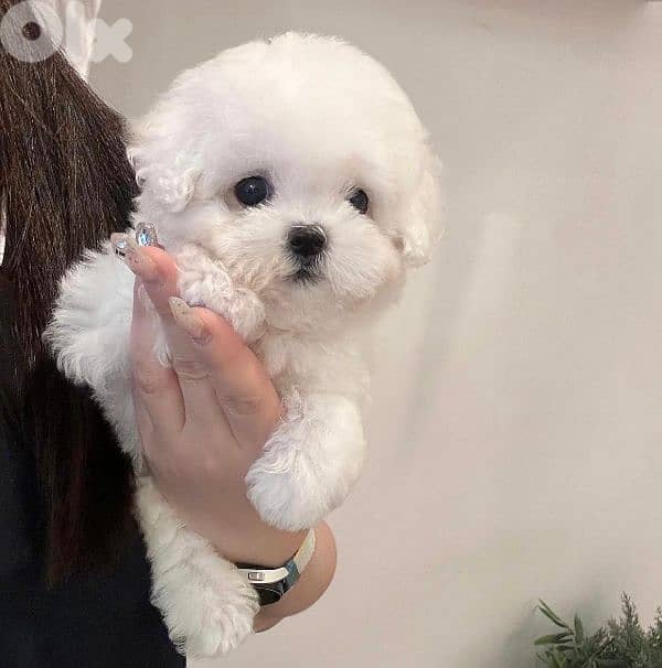 Bichon MALTESE and maltipoo SPECIAL PRICES Females and males available 0