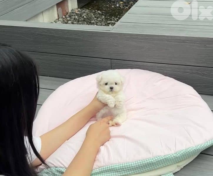 Bichon MALTESE and maltipoo SPECIAL PRICES Females and males available 2