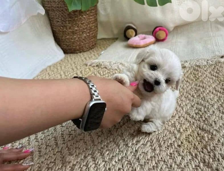 Bichon MALTESE and maltipoo SPECIAL PRICES Females and males available 3