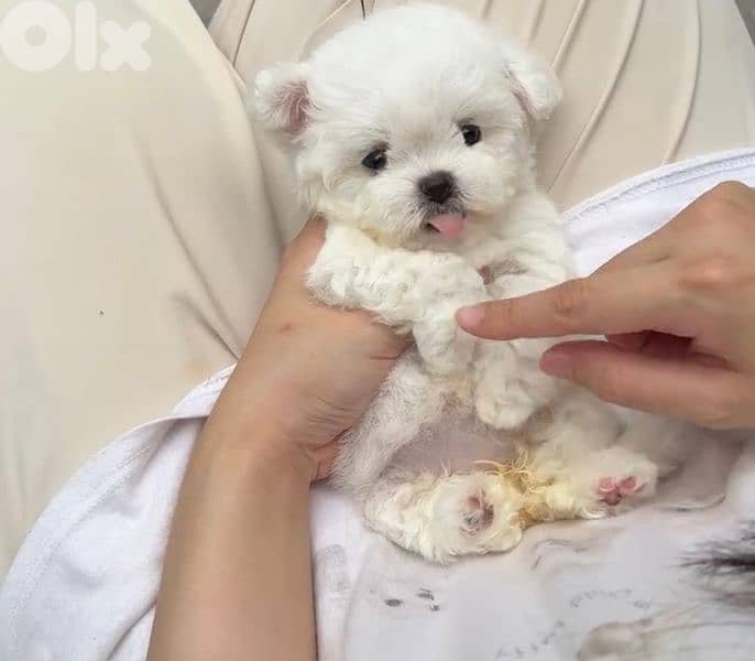 Bichon MALTESE and maltipoo SPECIAL PRICES Females and males available 4