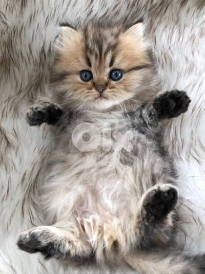 persian kittens