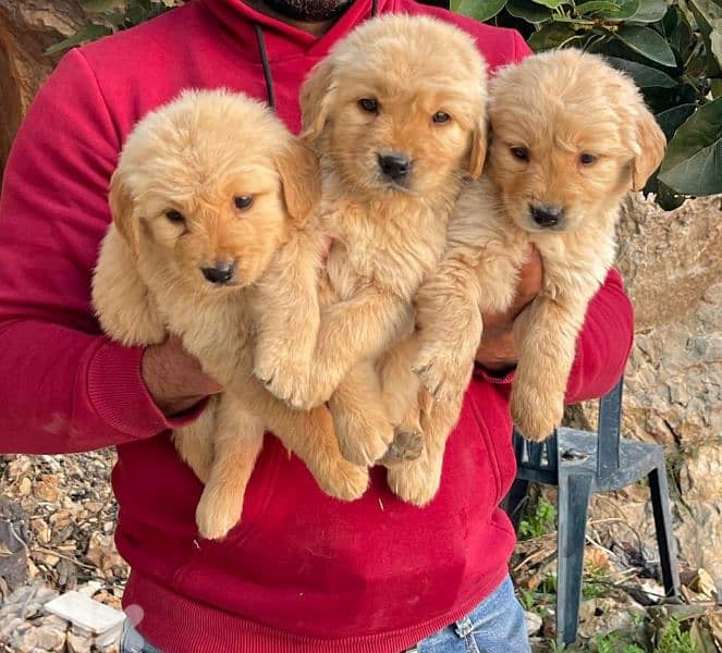 أحلى الأسعار 0