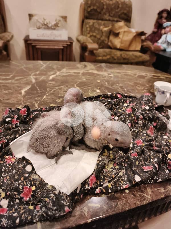 فراخ كاسكو 1