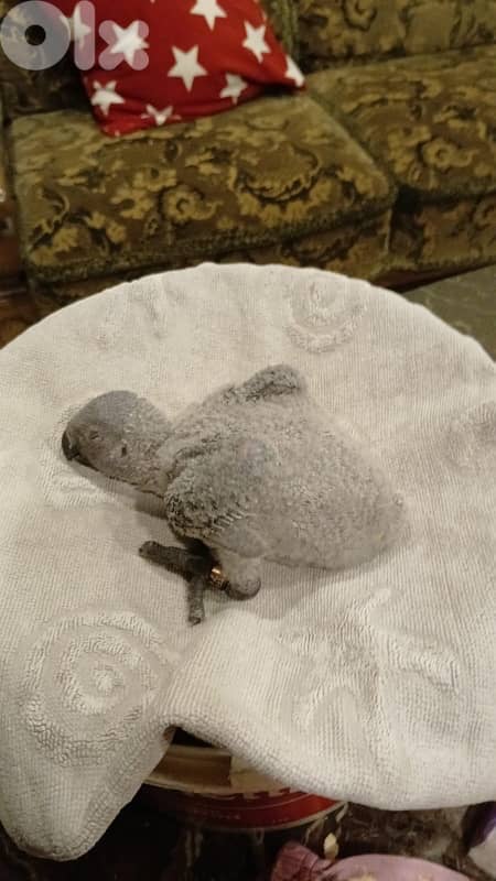 فراخ كاسكو 2