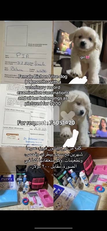 Bichon Frise puppy for $200 with all accessories number: 76051420 0