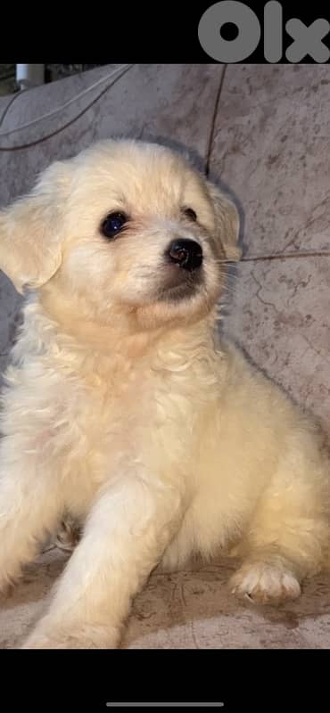 Bichon Frise puppy for $200 with all accessories number: 76051420 6
