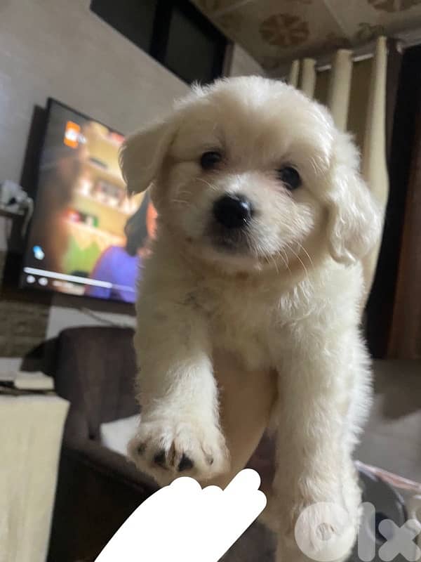 Bichon Frise puppy for $200 with all accessories number: 76051420 3