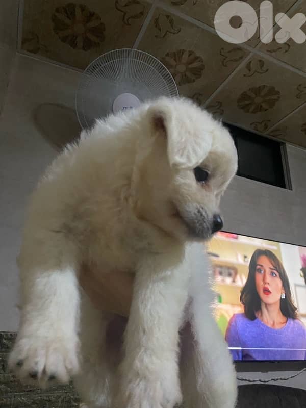 Bichon Frise puppy for $200 with all accessories number: 76051420 4