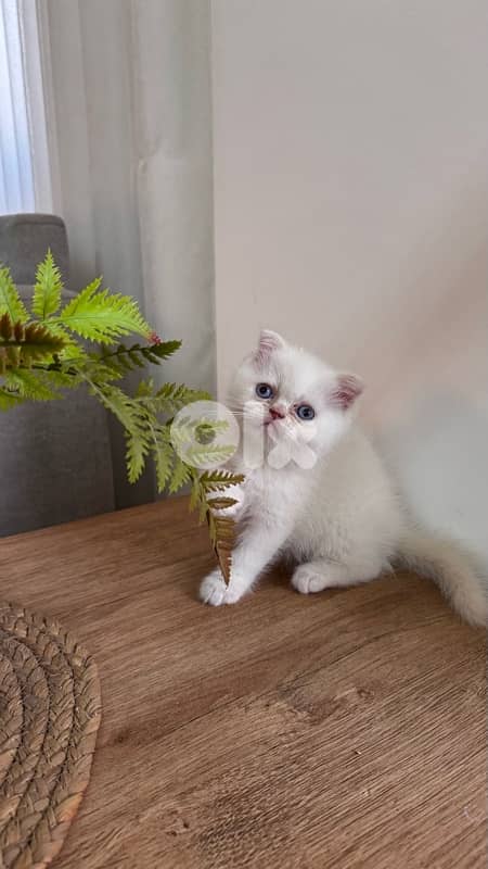 scottish fold 1