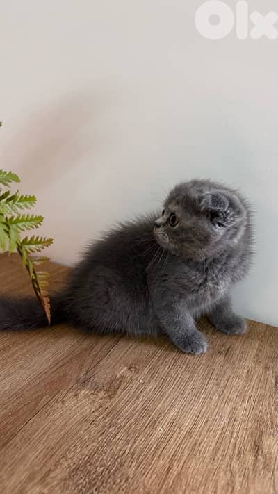 scottish fold