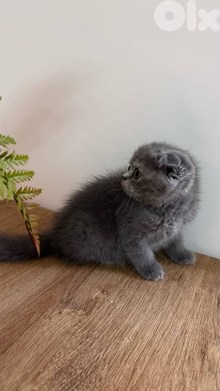 scottish fold 2