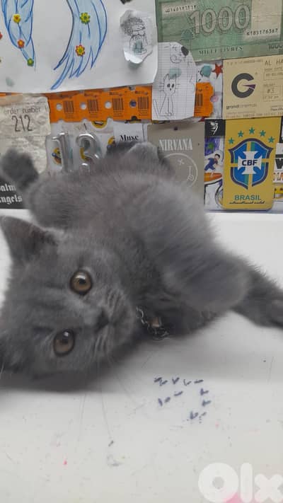 4 British short hair kittens for sale