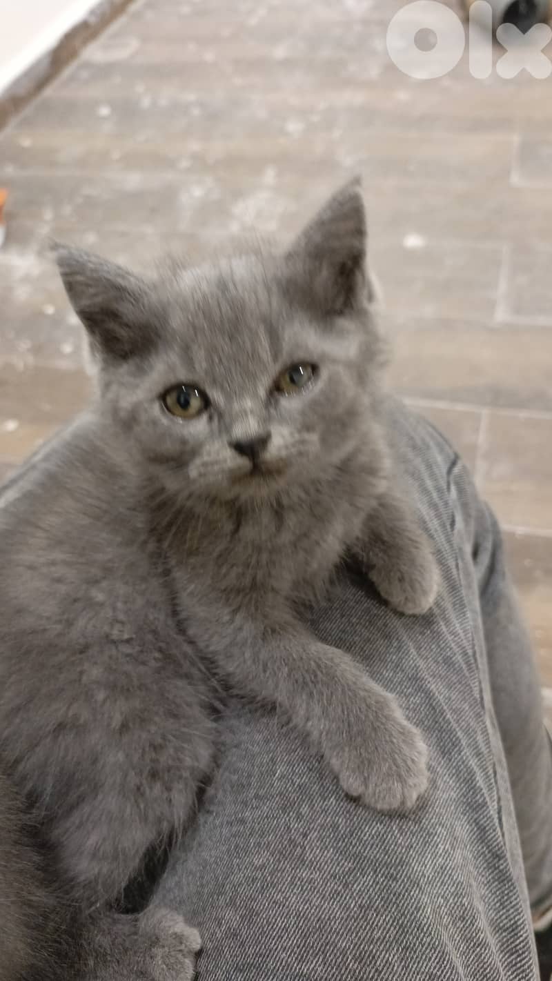 4 British short hair kittens for sale 1