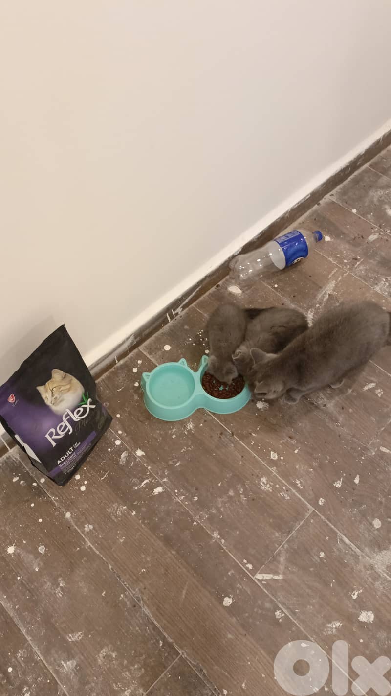 4 British short hair kittens for sale 2